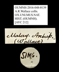 Ichthyurus sp. "AYC 212" • All Rights Reserved Museum Label