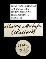 Podosilis sp. "AYC 216" • All Rights Reserved Museum Label
