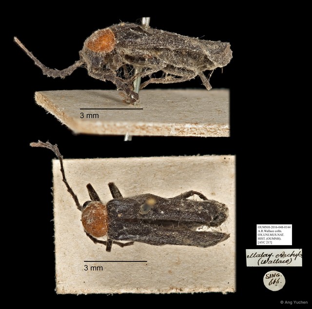Polemiosilis sp. "AYC 217" • © Ang Yuchen • All Rights Reserved