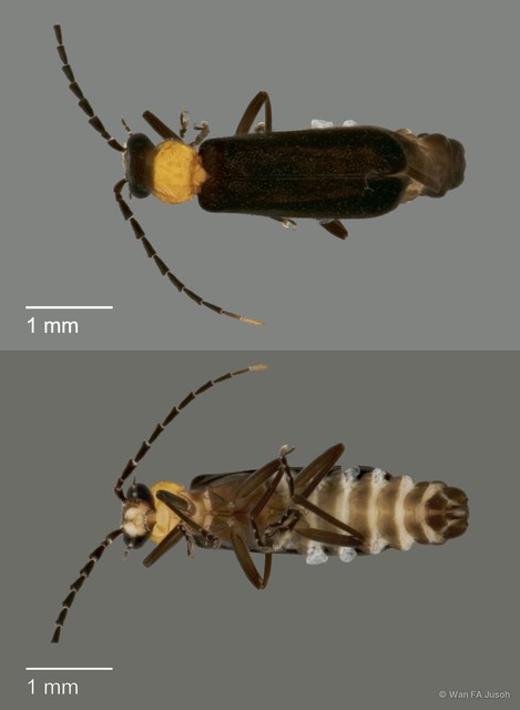 Polemiosilis sp. "cf. apicicornis" • © Wan FA Jusoh • All Rights Reserved