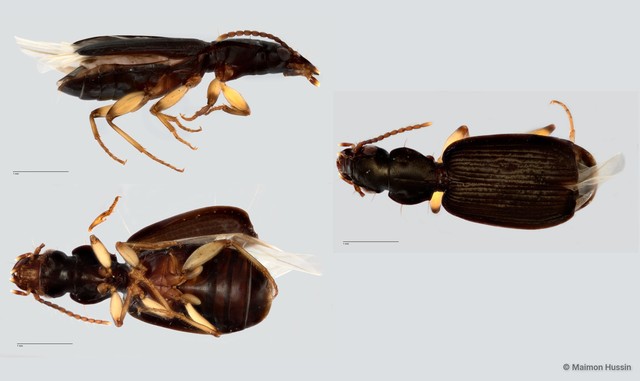 Carabidae sp. "ZRCBDP0056127" • © Maimon Hussin • All Rights Reserved