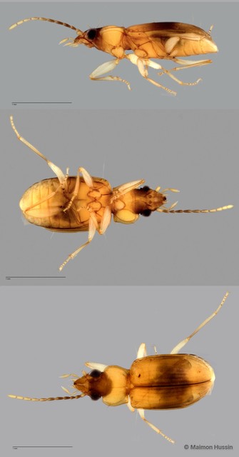 Carabidae sp. "ZRCBDP0056129" • © Maimon Hussin • All Rights Reserved
