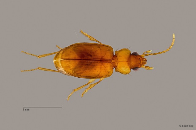 Carabidae sp. "ZRCBDP0057294" • © Sean Yap • All Rights Reserved