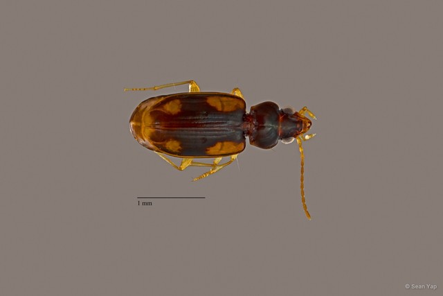 Carabidae sp. "ZRCBDP0063828" • © Sean Yap • All Rights Reserved