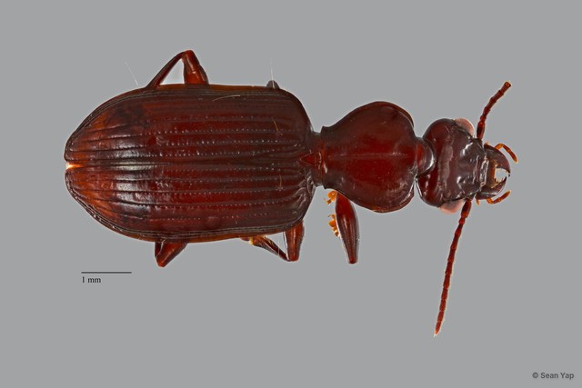 Carabidae sp. "ZRCBDP0068655" • © Sean Yap • All Rights Reserved