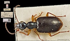 Andrewesia obesa • © Ang Yuchen • CC BY 4.0