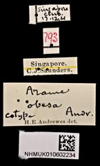 Andrewesia obesa • All Rights Reserved Museum Label