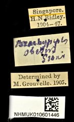 Brachypelus obesus • All Rights Reserved Museum Label
