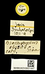 Brachypelus obesus • All Rights Reserved Museum Label