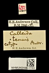 Calleida tenuis • All Rights Reserved Museum Label
