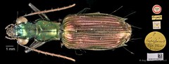 Catascopus cupripennis • © Ang Yuchen • CC BY 4.0