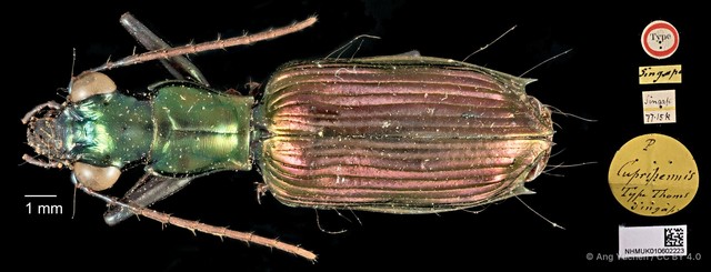 Catascopus cupripennis • © Ang Yuchen • CC BY 4.0