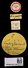 Catascopus cupripennis • All Rights Reserved Museum Label