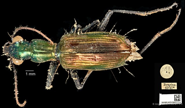 Catascopus cupripennis
