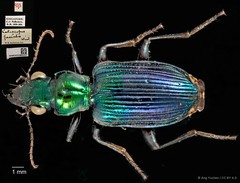 Catascopus (Catascopus) facialis (Wiedemann, 1819)