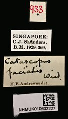 Catascopus (Catascopus) facialis • All Rights Reserved Museum Label