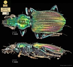 Catascopus phlogops • © Ang Yuchen • CC BY 4.0