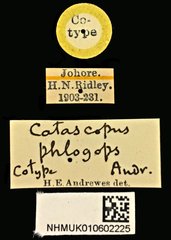 Catascopus phlogops • All Rights Reserved Museum Label
