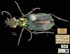 Catascopus punctipennis • © Ang Yuchen • CC BY 4.0