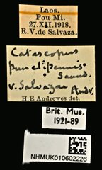 Catascopus punctipennis • All Rights Reserved Museum Label