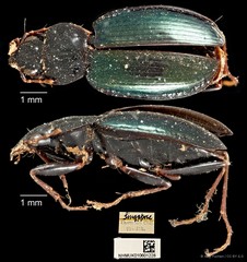 Dicranoncus femoralis • © Ang Yuchen • CC BY 4.0