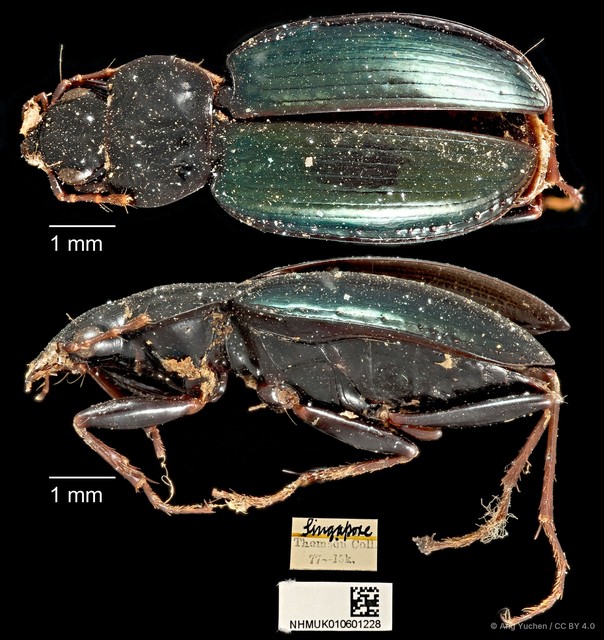 Dicranoncus femoralis • © Ang Yuchen • CC BY 4.0