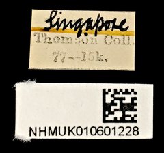 Dicranoncus femoralis • All Rights Reserved Museum Label