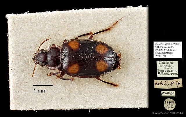 Dolichoctis tetracolon