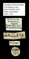 Dolichoctis tetracolon • All Rights Reserved Museum Label