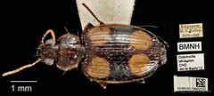 Dolichoctis tetracolon • © Ang Yuchen • CC BY 4.0