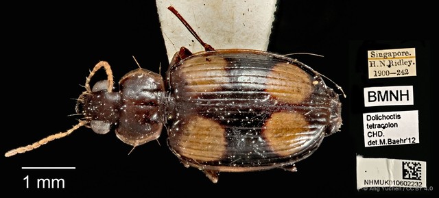 Dolichoctis tetracolon • © Ang Yuchen • CC BY 4.0