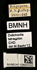 Dolichoctis tetracolon • All Rights Reserved Museum Label