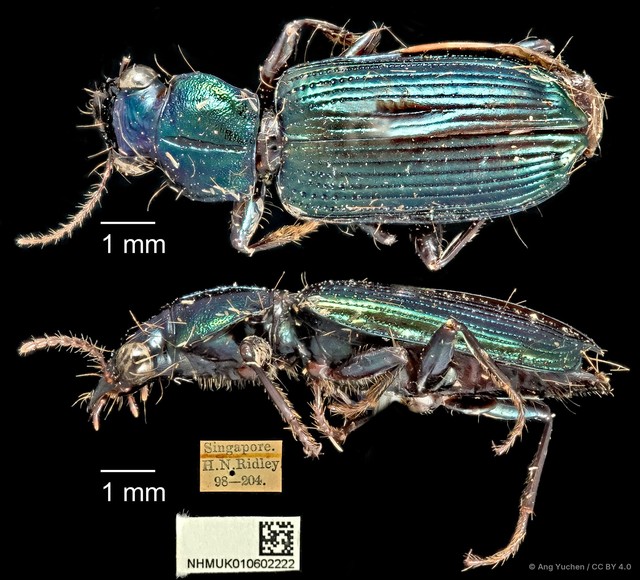Holcoderus gracilis • © Ang Yuchen • CC BY 4.0