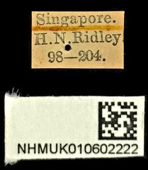 Holcoderus gracilis • All Rights Reserved Museum Label