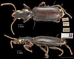 Miscelus unicolor • © Ang Yuchen • CC BY 4.0