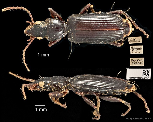 Miscelus unicolor • © Ang Yuchen • CC BY 4.0