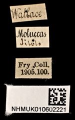 Miscelus unicolor • All Rights Reserved Museum Label