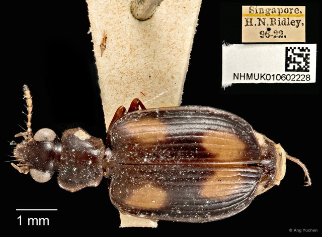 Mochtherus tetraspilotus