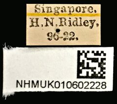 Mochtherus tetraspilotus • All Rights Reserved Museum Label