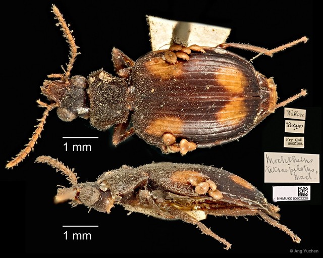 Mochtherus tetraspilotus