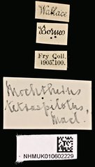 Mochtherus tetraspilotus • All Rights Reserved Museum Label