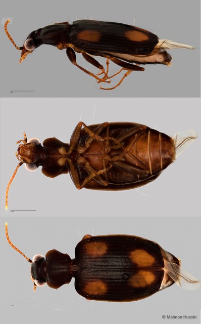Mochtherus tetraspilotus • © Maimon Hussin • All Rights Reserved