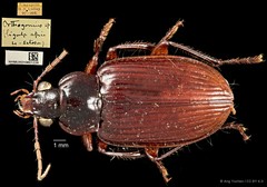 Orthogonius sp. "cf. rufiventris" • © Ang Yuchen • CC BY 4.0