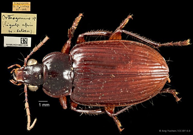 Orthogonius sp. "cf. rufiventris" • © Ang Yuchen • CC BY 4.0
