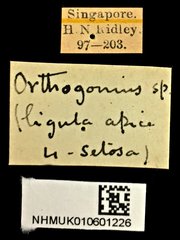 Orthogonius sp. "cf. rufiventris" • All Rights Reserved Museum Label