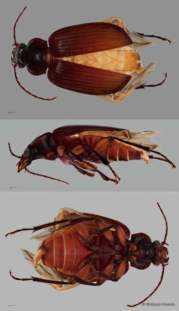 Orthogonius sp. "ZRCBDP0056130" • © Maimon Hussin • All Rights Reserved