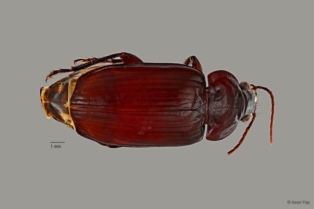 Orthogonius sp. "ZRCBDP0057295" • © Sean Yap • All Rights Reserved