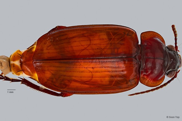 Orthogonius sp. "ZRCBDP0071628" • © Sean Yap • All Rights Reserved