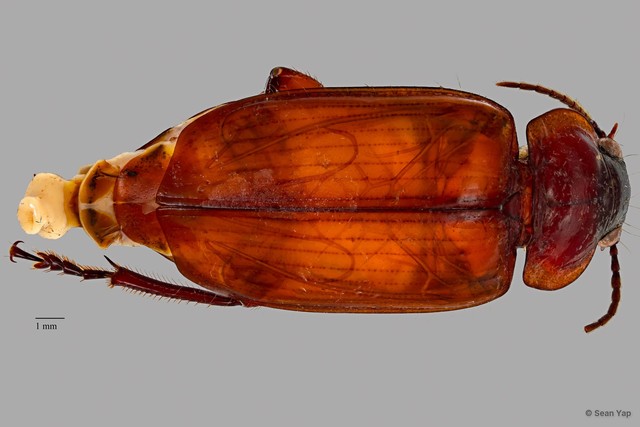 Orthogonius sp. "ZRCBDP0071629" • © Sean Yap • All Rights Reserved