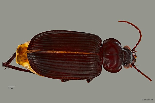 Orthogonius sp. "ZRCBDP0071631" • © Sean Yap • All Rights Reserved